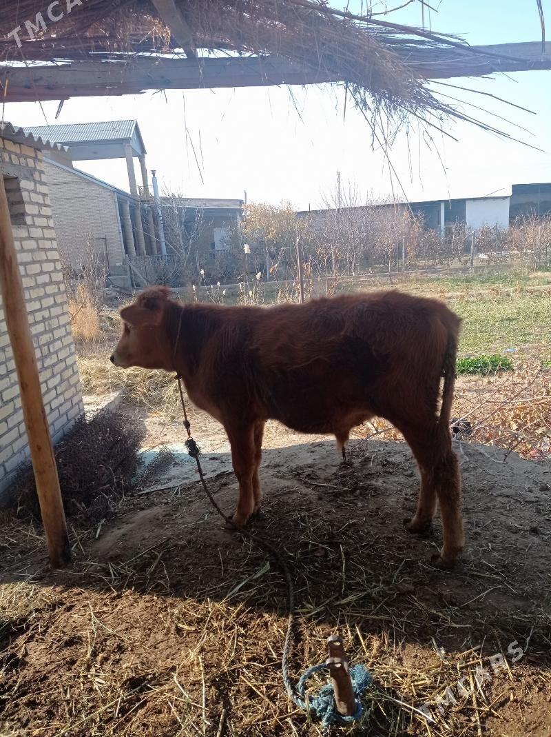 öküz - Farap - img 3