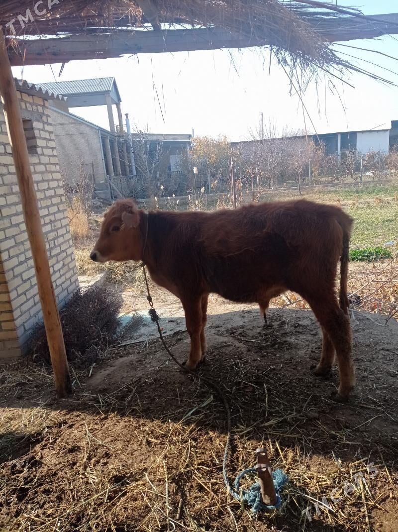 öküz - Farap - img 2