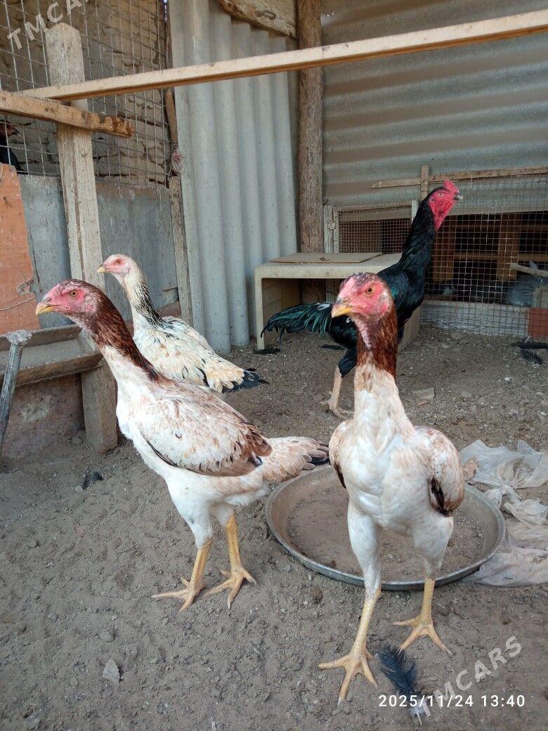 horoz - Mary - img 2