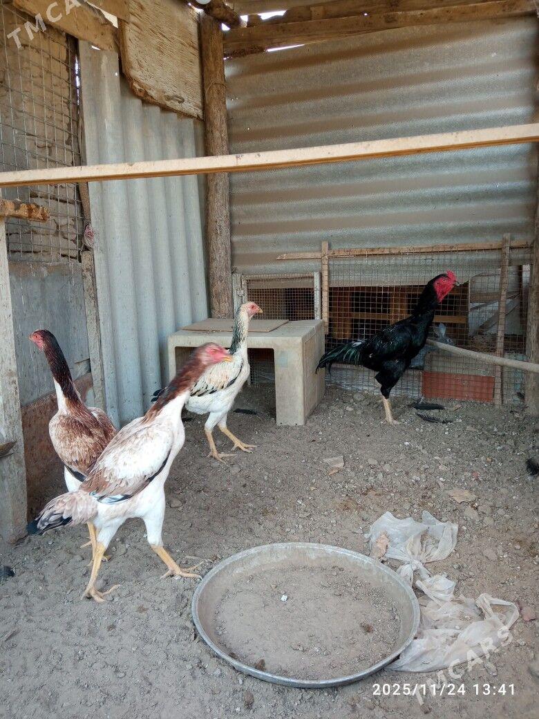 horoz - Mary - img 4