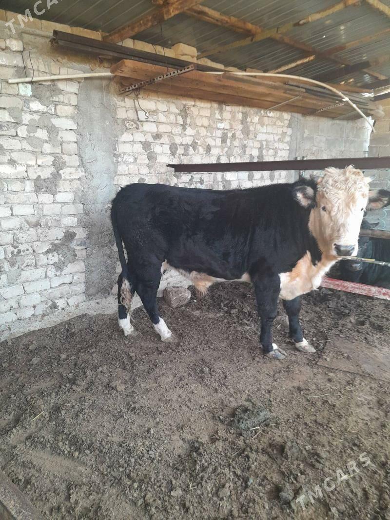 öküz - Бузмеин - img 2