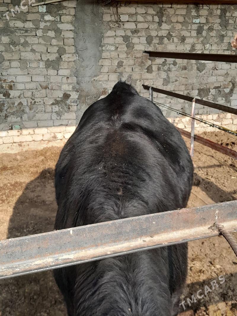 öküz - Бузмеин - img 4