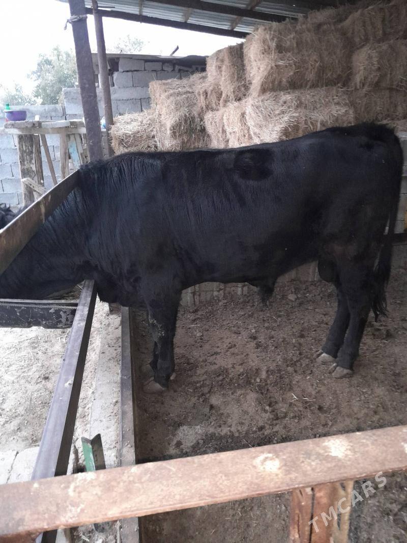 öküz - Бузмеин - img 3