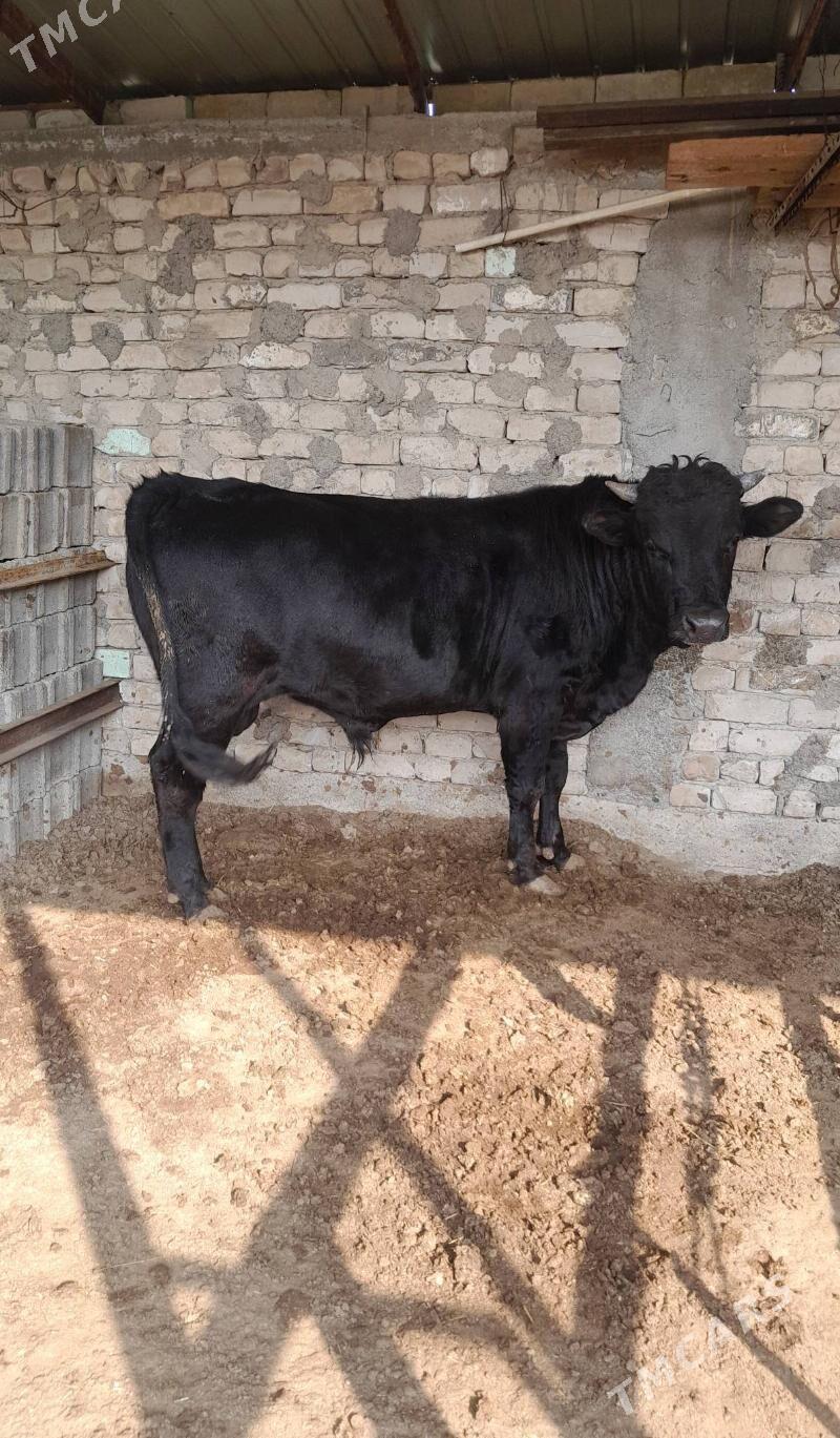 öküz - Бузмеин - img 5