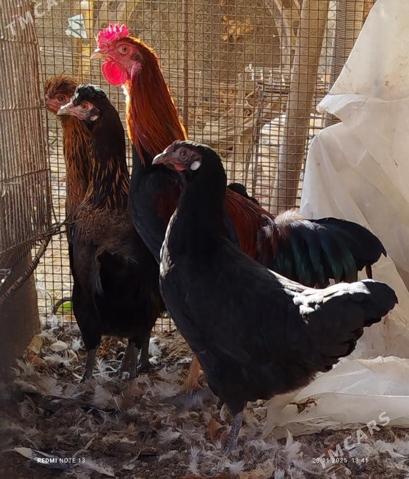 towuk horaz - Jebel - img 2