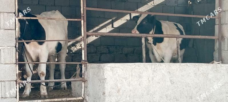 Simental Öküz tüwe - Ашхабад - img 3