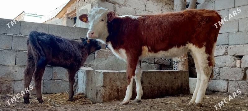 Simental Öküz tüwe - Ашхабад - img 2