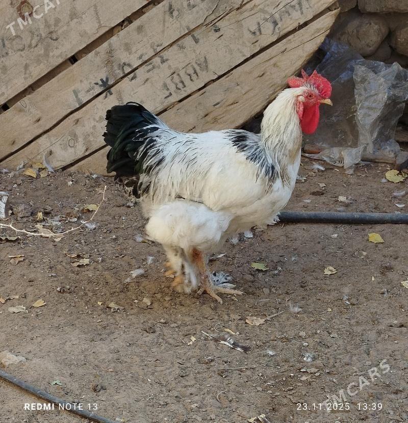 horaz - Jebel - img 3