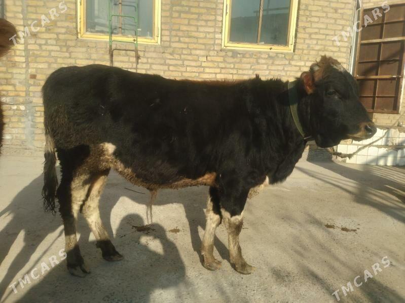 öküzçe - Türkmenabat - img 4