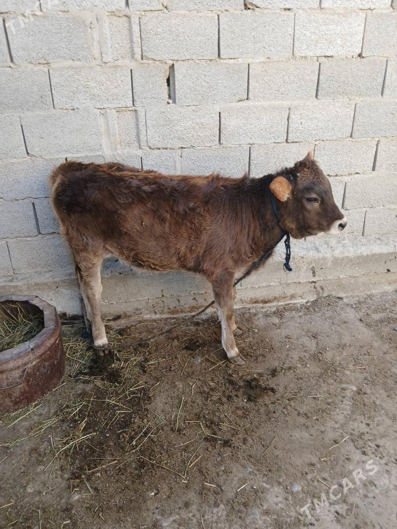 tüwe - Кака - img 5