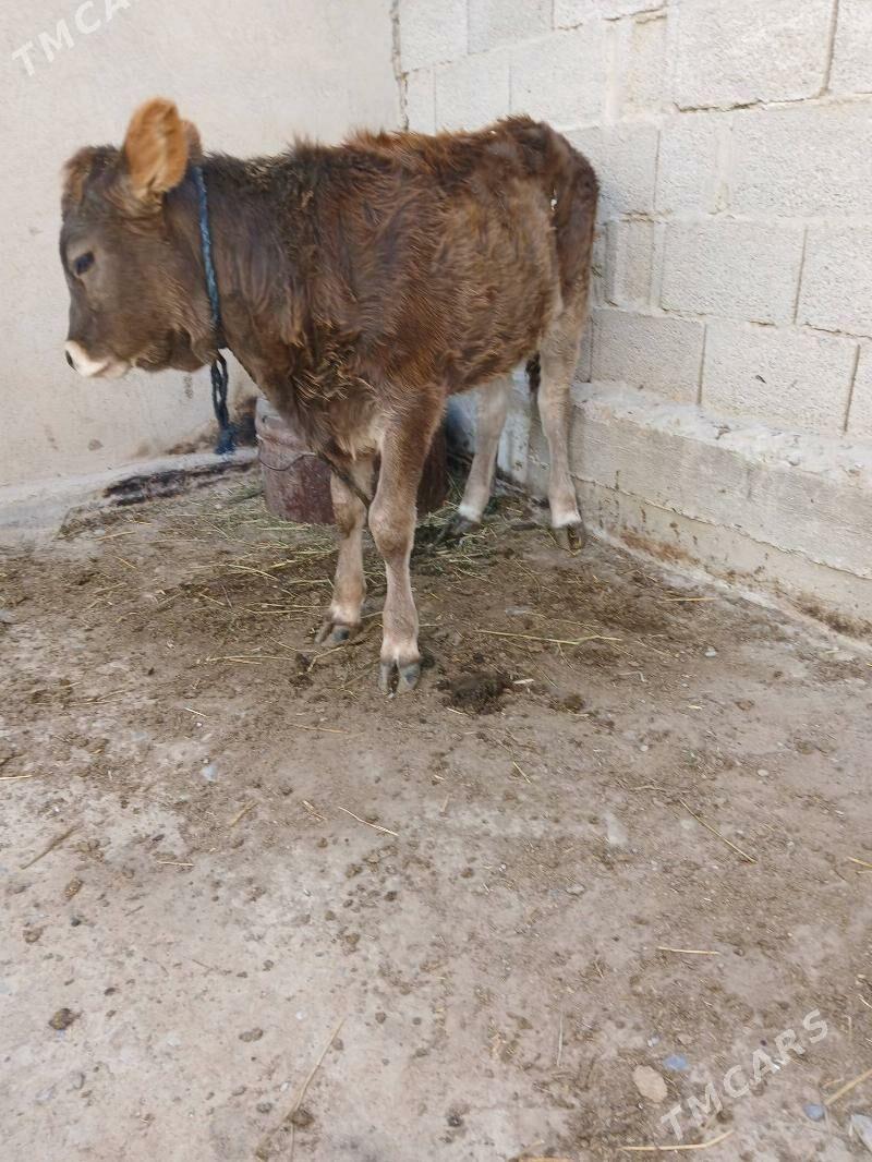 tüwe - Кака - img 2