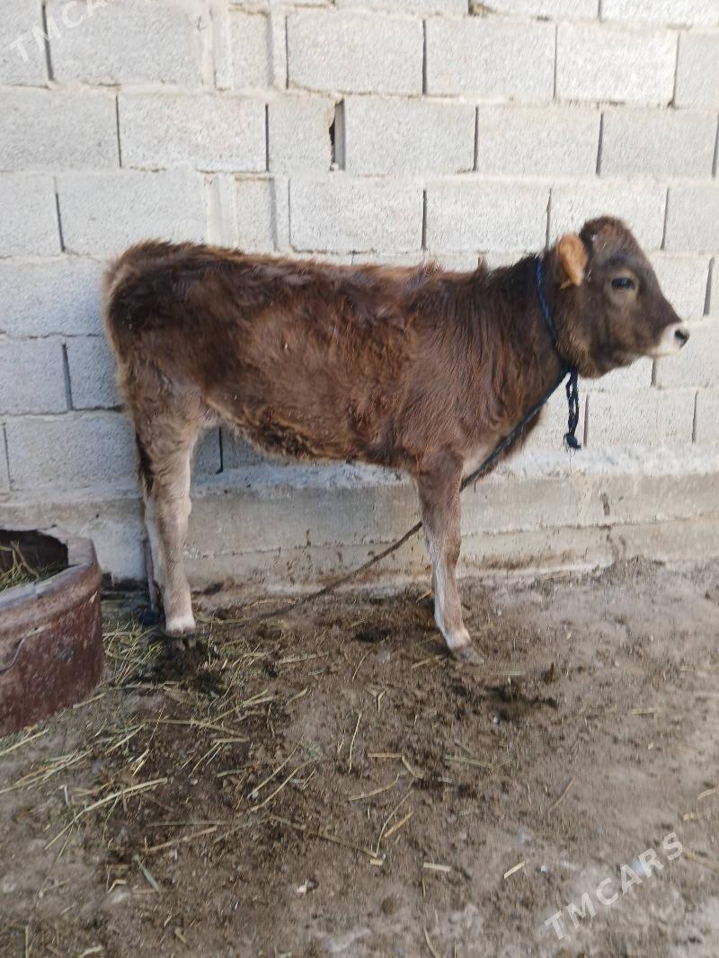 tüwe - Кака - img 6