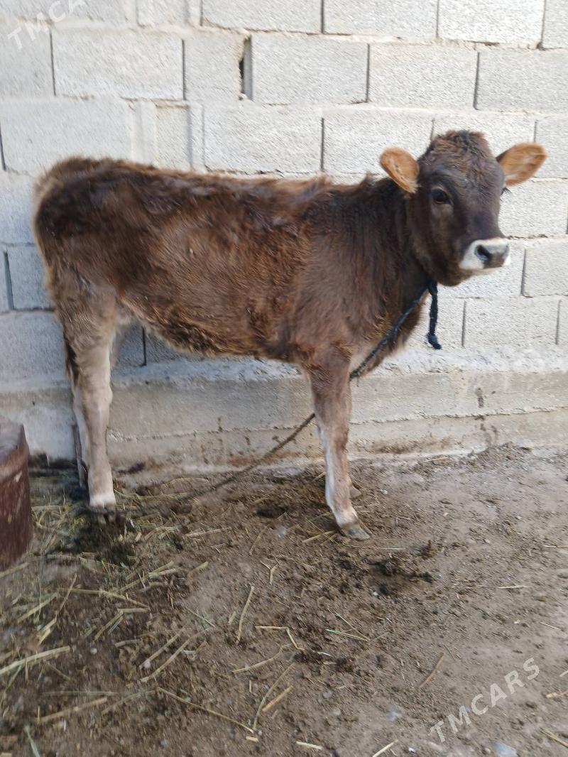 tüwe - Кака - img 7