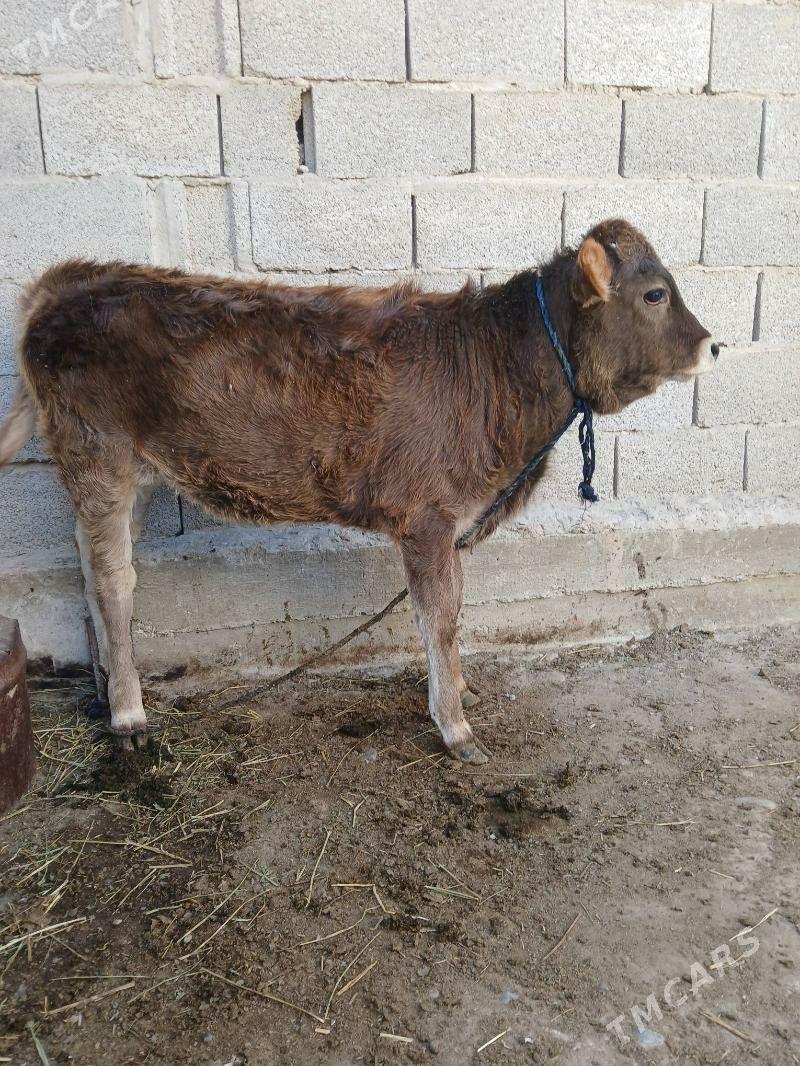 tüwe - Кака - img 8