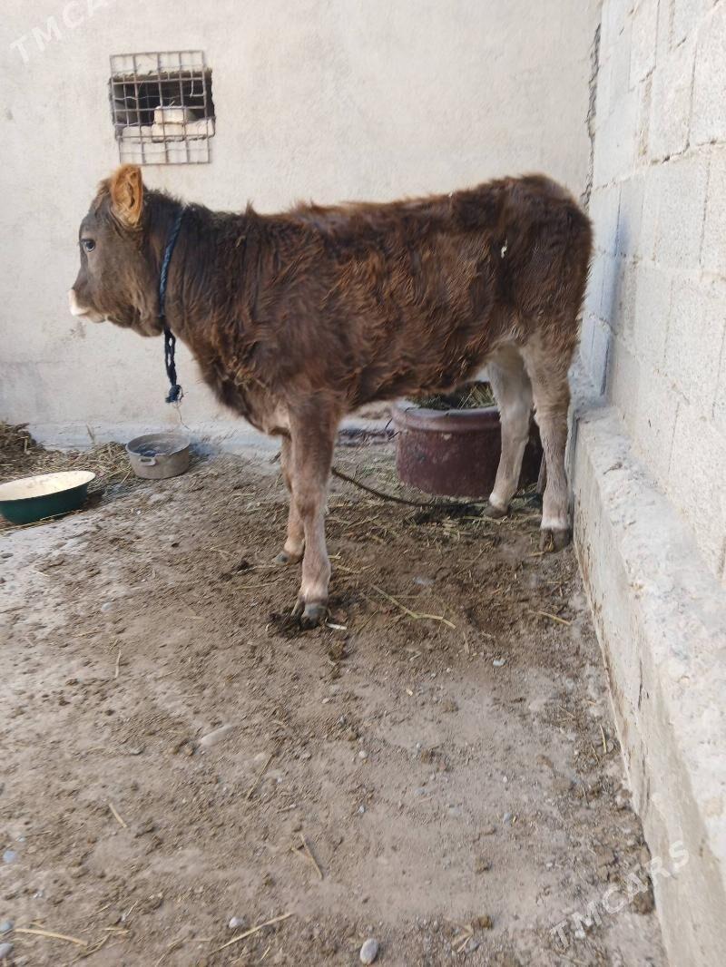 tüwe - Кака - img 3