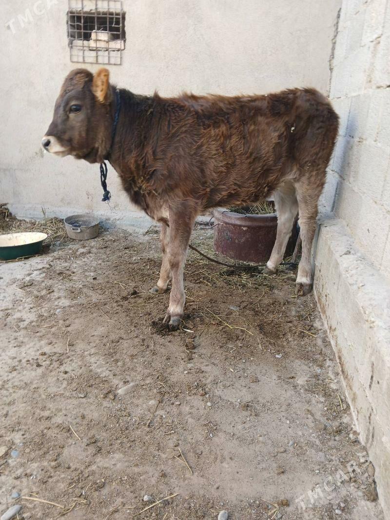 tüwe - Кака - img 4