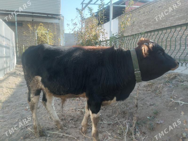 öküzçe - Türkmenabat - img 3