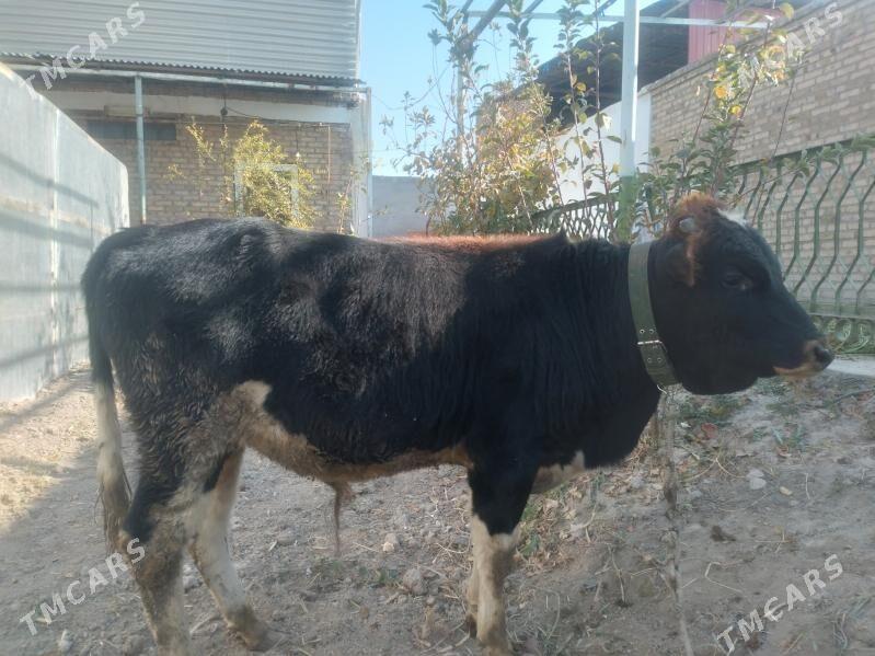 öküzçe - Türkmenabat - img 2