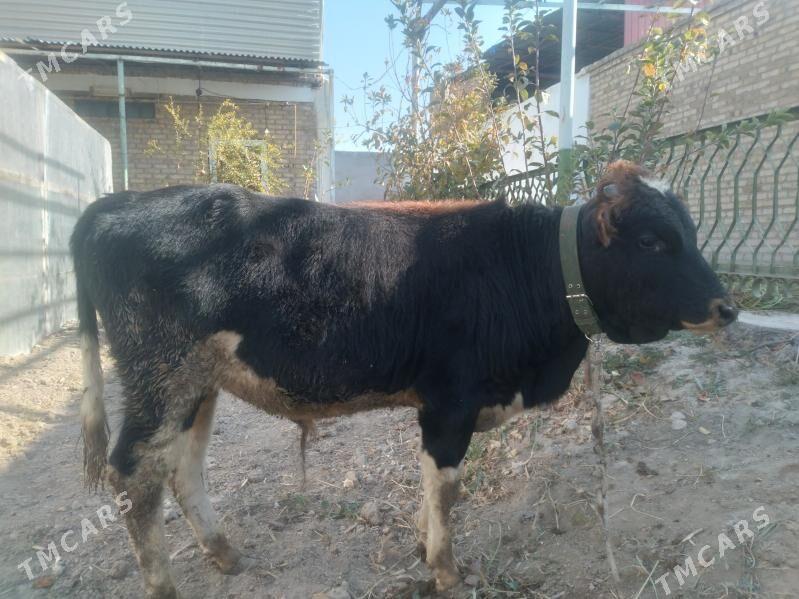 öküzçe - Türkmenabat - img 5