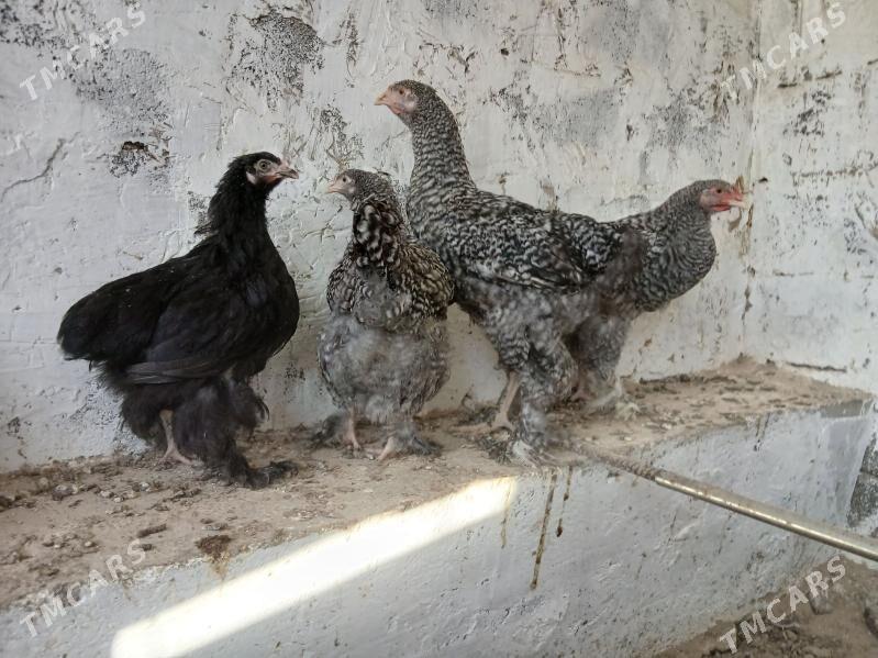 brama juyjeler - Гёкдже - img 2