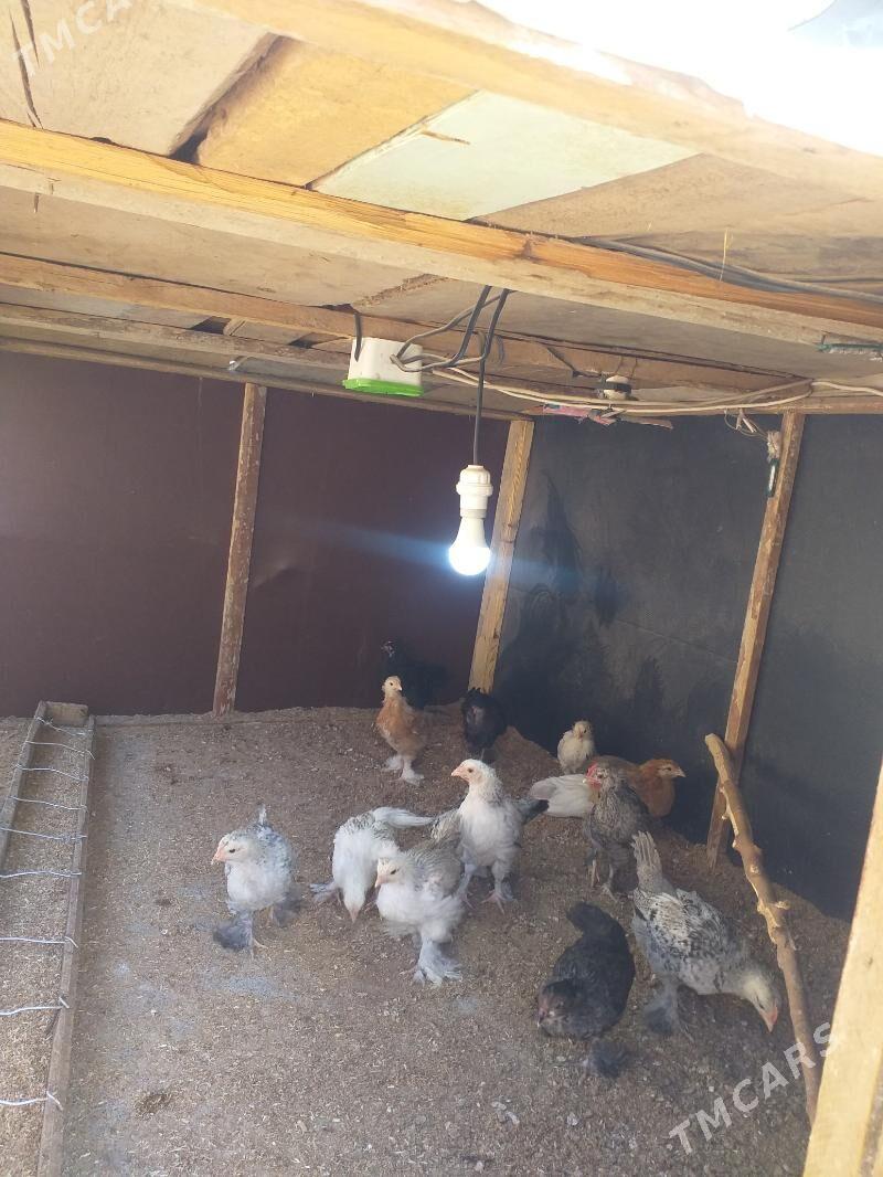 ketek - Бабадайхан - img 3