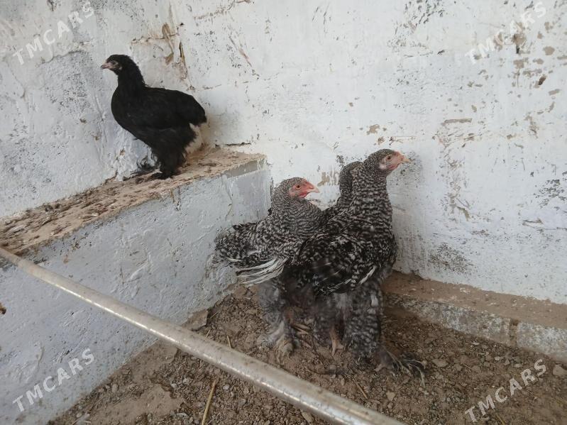 brama juyjeler - Гёкдже - img 3