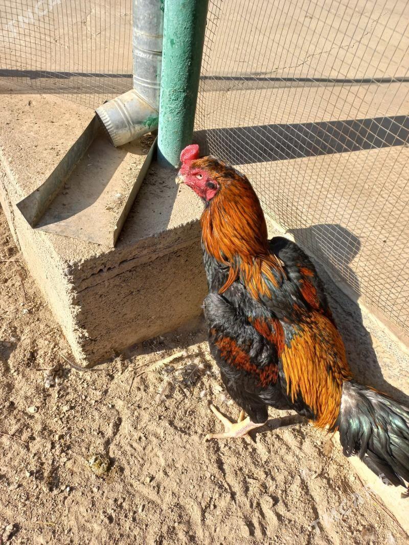 бойцовый - Türkmenabat - img 2