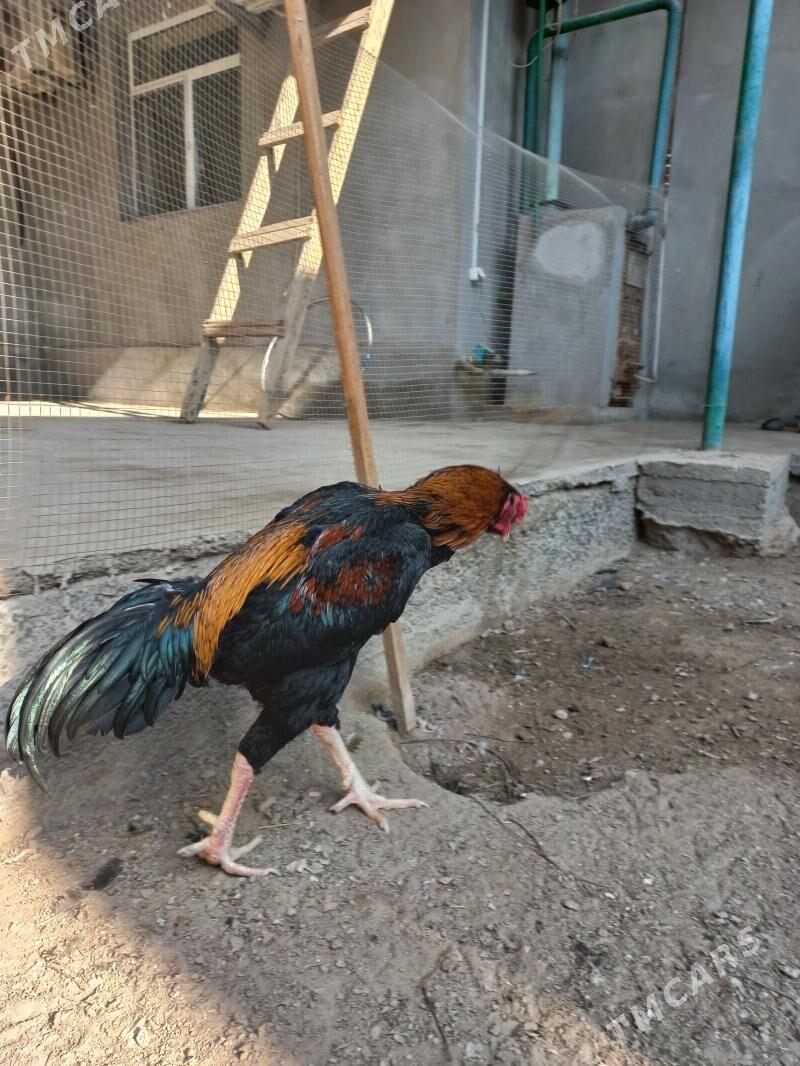 бойцовый - Türkmenabat - img 3