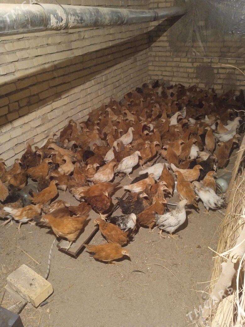 Towuk juje - Керки - img 2