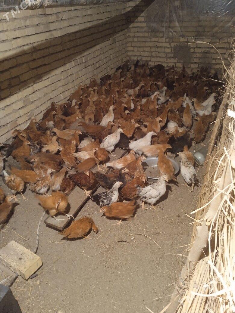 Towuk juje - Керки - img 3