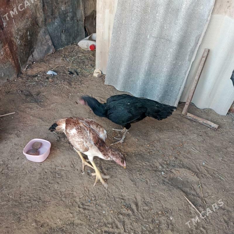 taşget  towuk - Garadamak - img 2