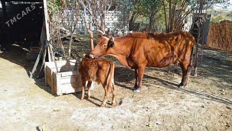 volelisygyr - Чоганлы - img 2