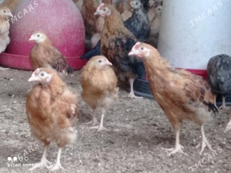 jüýje - Бузмеин - img 2