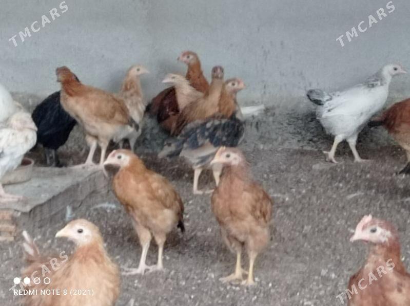 jüýje - Бузмеин - img 4