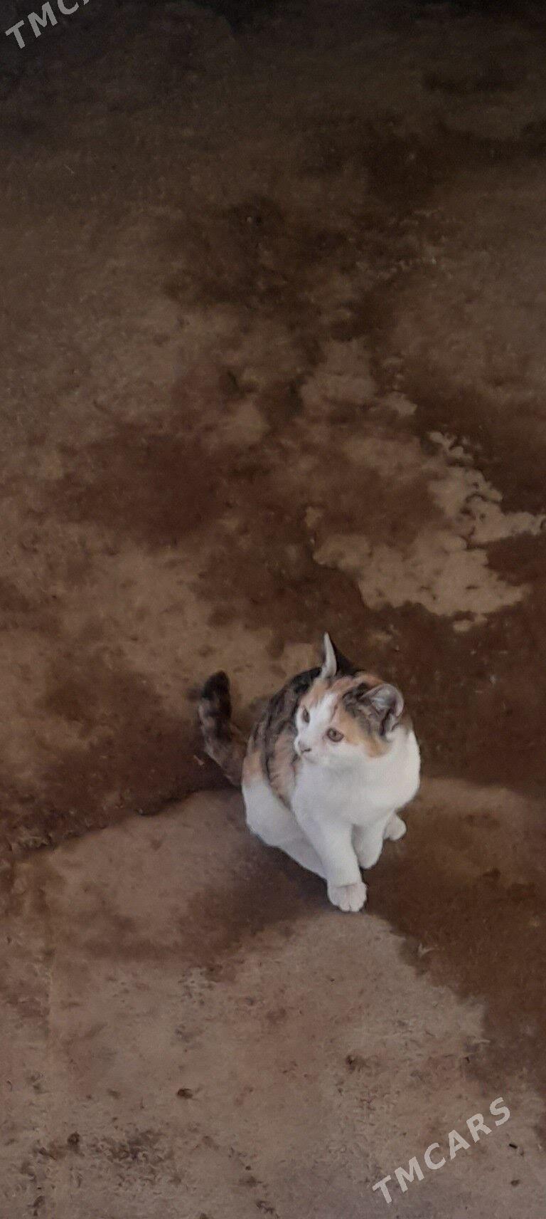 Pişik - Bagyr - img 3