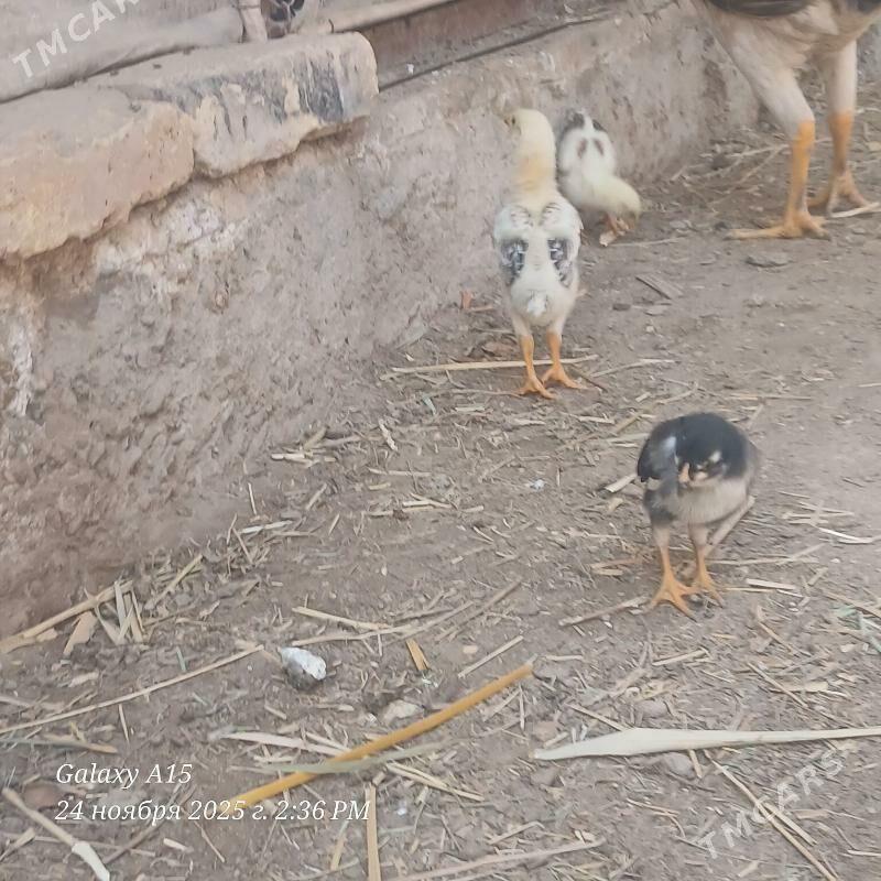 juje - Дянев - img 2