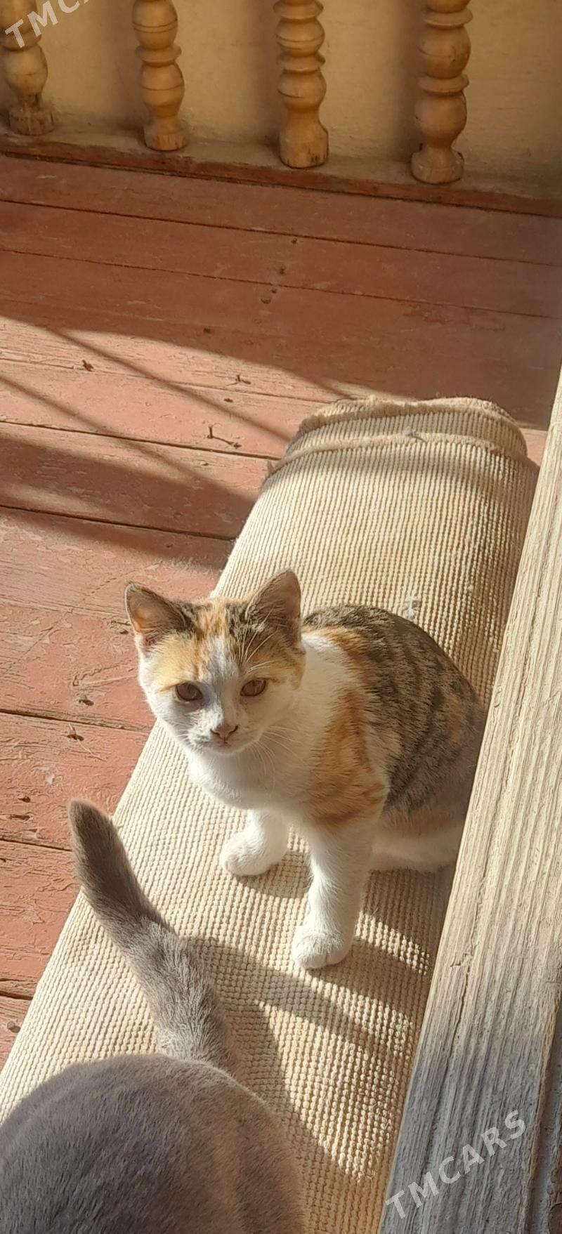 Pişik - Bagyr - img 2