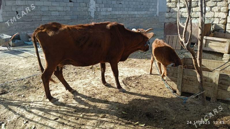 volelisygyr - Чоганлы - img 3