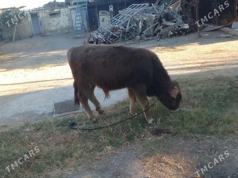 Öküz - Bäherden - img 1