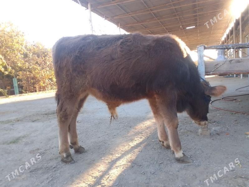 Öküz - Bäherden - img 5