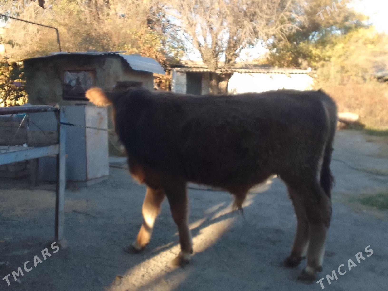 Öküz - Bäherden - img 3