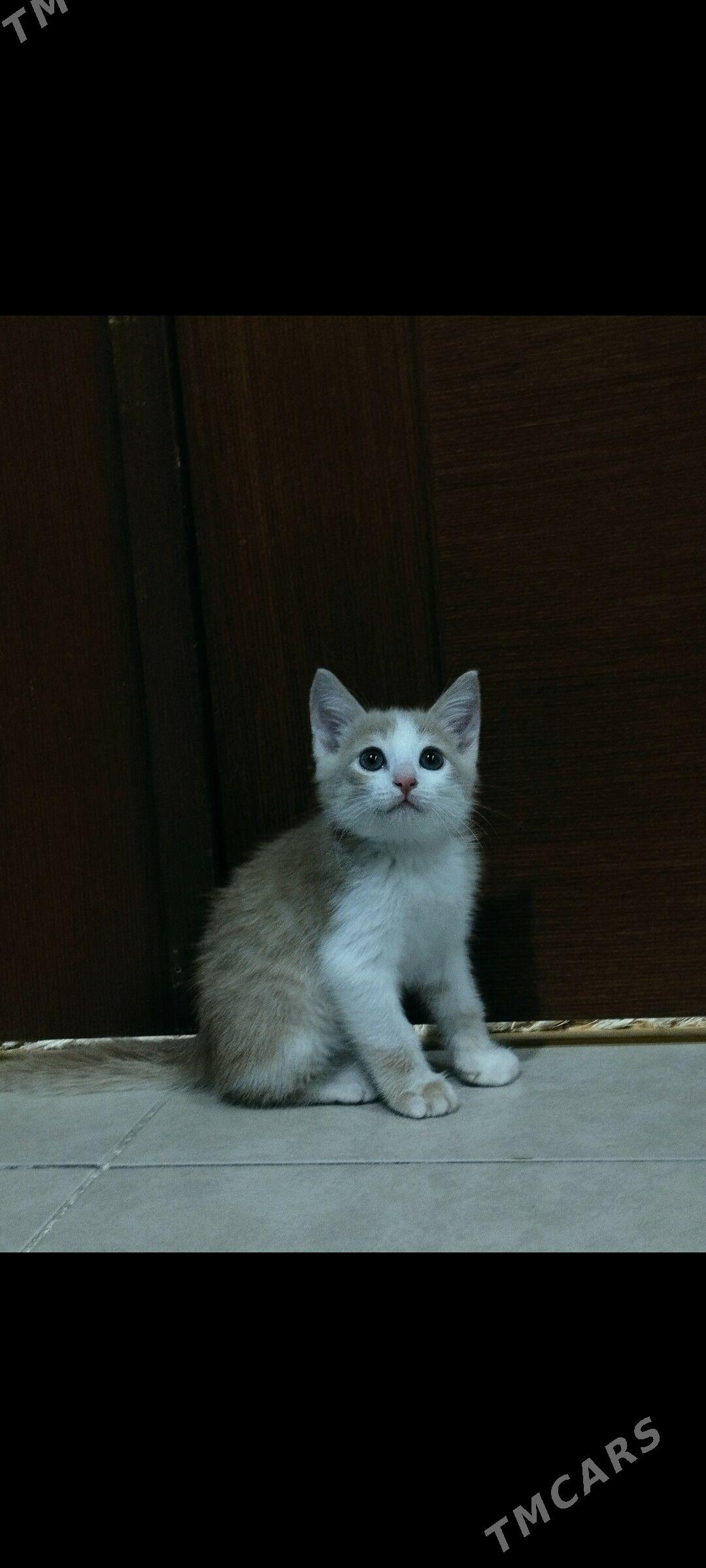 Pisik, Кошка - ул. Московская (10 йыл абаданчылык ш.) - img 2