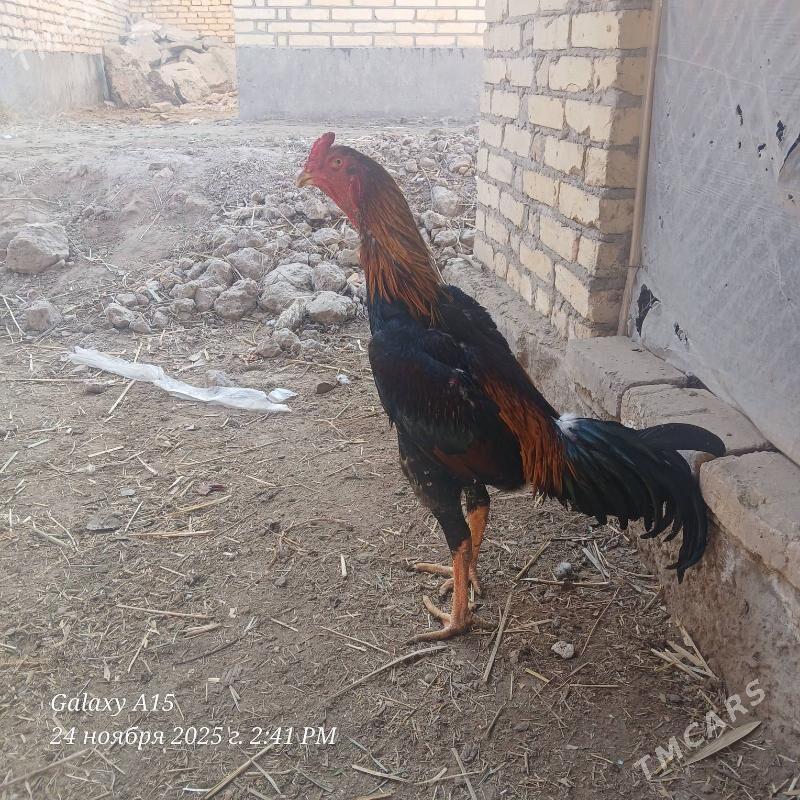 juje - Дянев - img 7