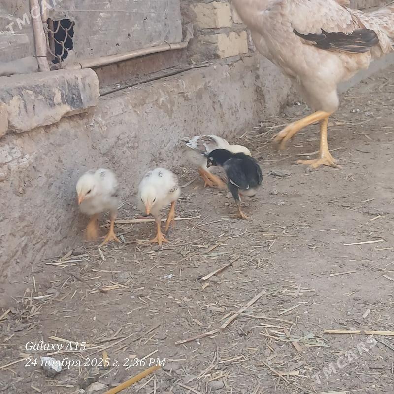 juje - Дянев - img 3