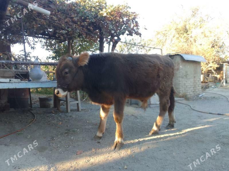 Öküz - Bäherden - img 4