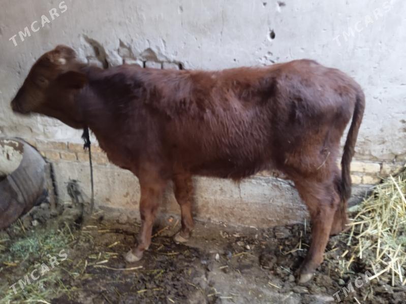 5 sany öküz - Туркменабат - img 3