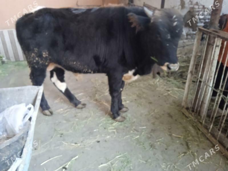 5 sany öküz - Туркменабат - img 4