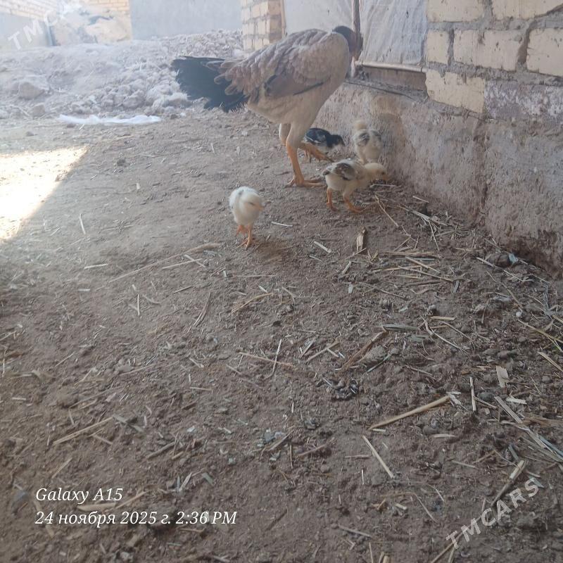 juje - Дянев - img 4