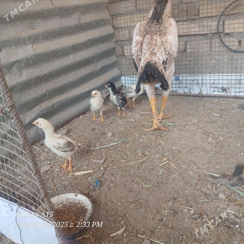 juje - Дянев - img 5