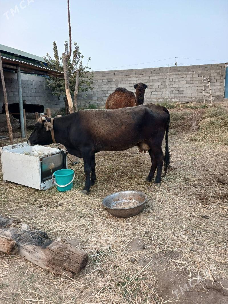 Sygyr - Гёкдепе - img 1